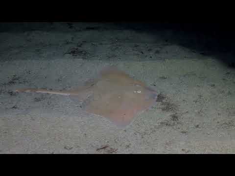 Raja asterias