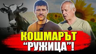 Ружица - престъпното поведение на мафиотската държава