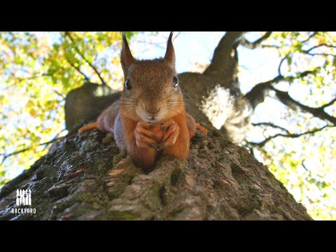 YouTube video about: Will squirrels eat rabbit food?