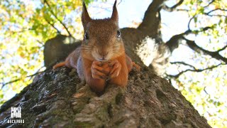 What Do Squirrels Eat: 7 things to feed them And 3 You Shouldn