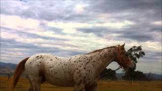 Cyrus Lungeng- Spinning - Merril Bainbridge