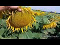 Насіння соняшнику ЛГ 5580