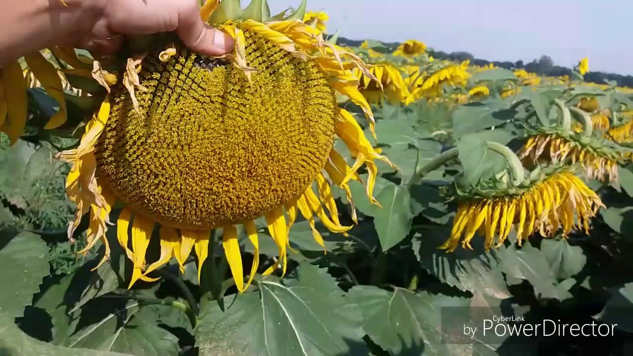 Насіння соняшнику ЛГ 5580