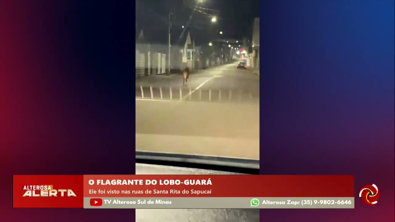 Lobo-guará é flagrado pelas ruas de Santa Rita do Sapucaí