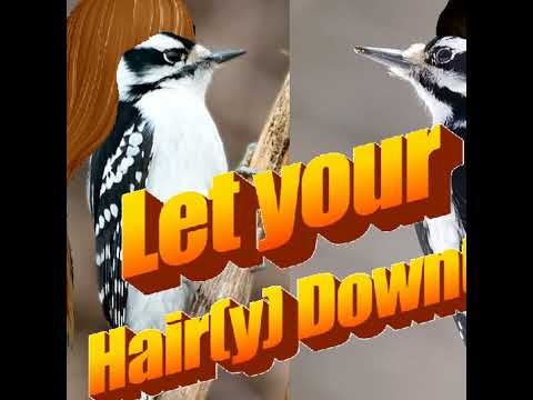 Episode 75: Let you Hair(y) Down(y): All about the Hairy and Downy Woodpecker
