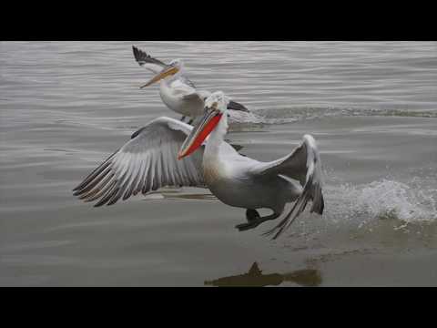 Dalmatian pelicans in lake Kerkini
