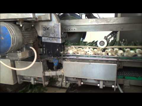 R.G. Linea lavorazione cipollotti 2014 - R.G. Spring onions processing line 2014