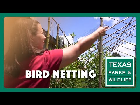 YouTube video about: How to keep birds out of gardens?