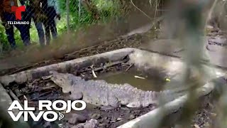 Incautan varios cocodrilos en la casa del expelotero dominicano José Rijo