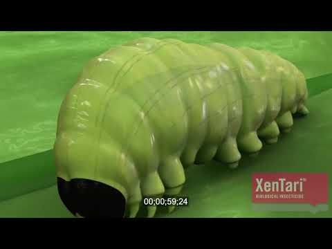 XenTari Mode of Action