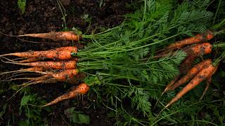 Overwintering Carrots in the Field