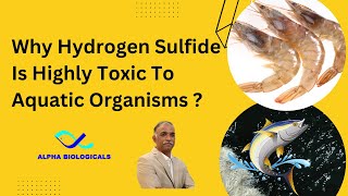 Why Hydrogen Sulfide Is Highly Toxic To Aquatic Organisms?