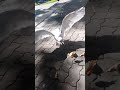 Seattle Pizza Seagull S