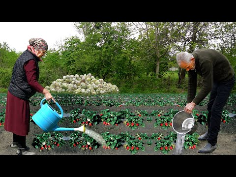 Easy Method to Grow Strawberries and Cabbage - Delicious Duck Recipe