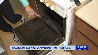 Roaches infest NYCHA apartment in the Bronx