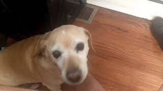 Higgs throws a tantrum