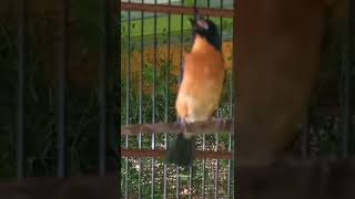 Download lagu BURUNG TLEDEKAN BAKAU SULAWESI NYULING mp3