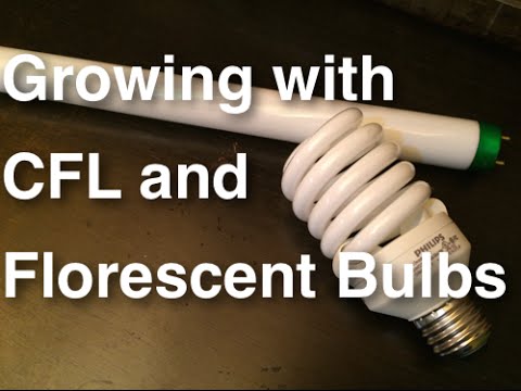, title : 'How to Grow Plants using CFL and Florescent Lights - Growing Indoors Cheap, Easy and Effective'