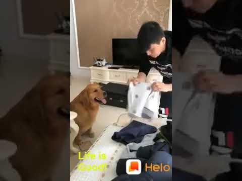 I Miss you Dad|| heart touching dog