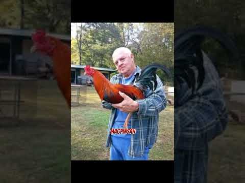 Bruce Barnett Sweater history