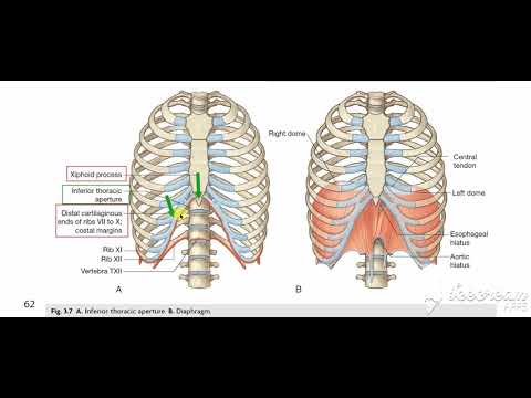 Thoracic cage 4
