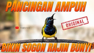 Download lagu Pancingan Ampuh Bikin Sogon Rajin Bunyi #pancingansogon #sogonngobra #sogonmania  mp3