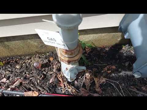 Mulch Bed Hiding an Ant Colony in Franklin Park, NJ