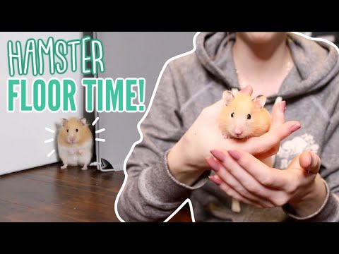 Hamster Floor Time! 🐹