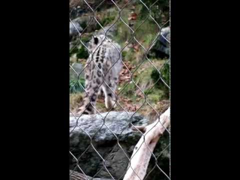 Snow leopard at the Stoneham Zoo 12-23-12