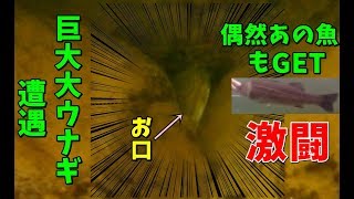 【激闘】素潜りで巨大オオウナギに遭遇 偶然あの魚もGET【素潜り実況】島津の鉄砲兵の日業