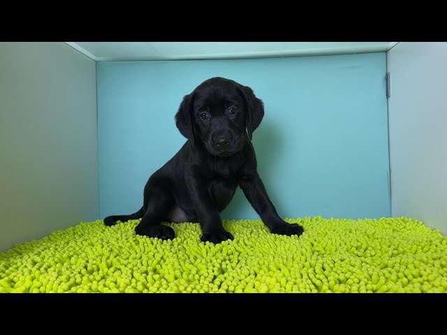 (子犬) 犬種:ラブラドール・レトリーバー 女の子 ブリーダー マロニエケンネル MARRONNIER KENNEL k4061の画像
