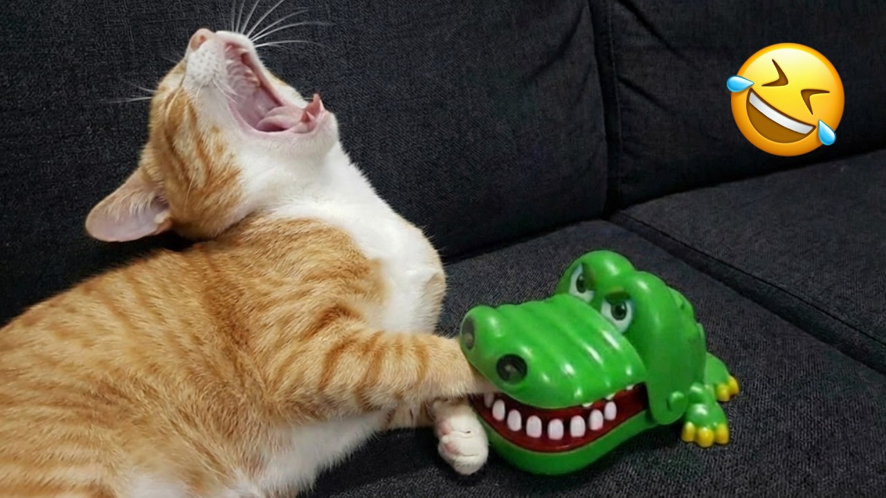 面白い動物たちがこれまでで一番笑わせてくれるでしょう😂