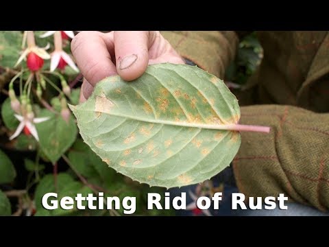 Get Gardening: Getting Rid of Rust