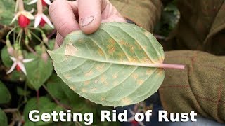 Get Gardening: Getting Rid of Rust
