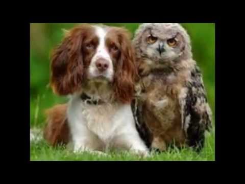 Mishe navazesham koni.....