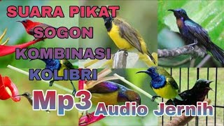 Download lagu SUARA PIKAT BURUNG KECIL PALING AMPUH !! SILUMAN BURUNG PIKAT TERPOPULER SEPANJANG TAHUN !! mp3 Download lagu SUARA PIKAT BURUNG KECIL PALING AMPUH !! SILUMAN BURUNG PIKAT TERPOPULER SEPANJANG TAHUN !! mp3