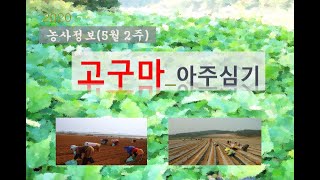 [농사정보] (5월2주)  고구마_아주심기