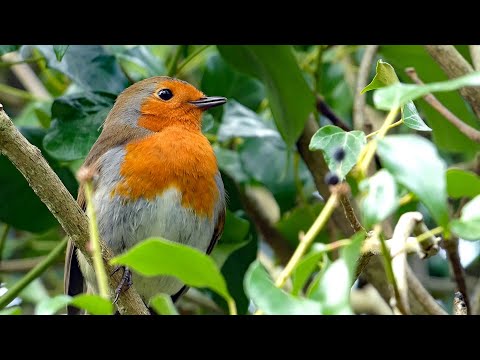 A Robin Singing | European Robin Bird Song