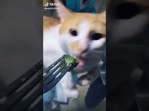 A cat is vomiting from eating broccoli #shorts