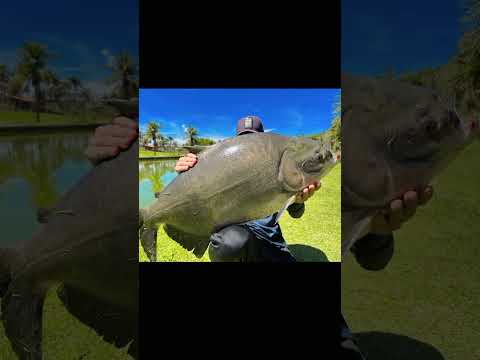 os gigantes de campo limpo de Goiás.🔥 #pescaespotiva #presaviva #fishing #pescaria