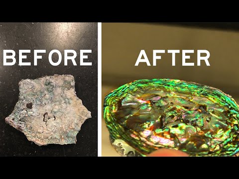 How to Polish a Shell | Abalone Shell Polishing