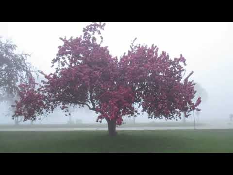 kill.dawn - silver strings (Official Visualizer)