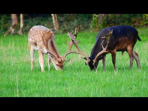 Damwild vor der Brunft - Highlights