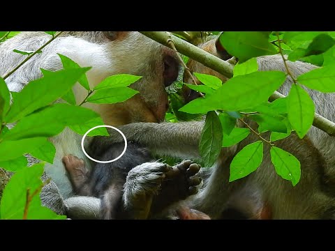 JANNA steal reject milk JAZZY! OMG JANNA can't stop missing milk by try block milk JAZZY by jealous