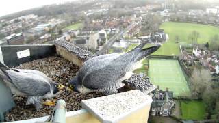 preview picture of video 'Hawk and Owl Trust Urban Peregrines Project Norwich Cathedral'