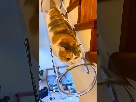 😱 ЭТА КОШКА РАСТЕКАЕТСЯ, КАК ВОДА! 🐱💧 ВОТ ЧТО С НЕЙ ПРОИСХОДИТ #shorts