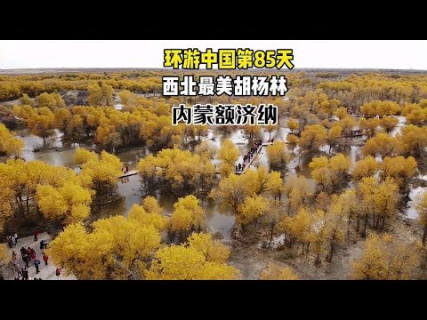 西北最美的胡杨林，一年只美21天，门票240门票贵不贵