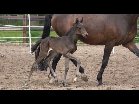 *2021 Hengst von Total McLaren - Florencio (1 Woche alt)