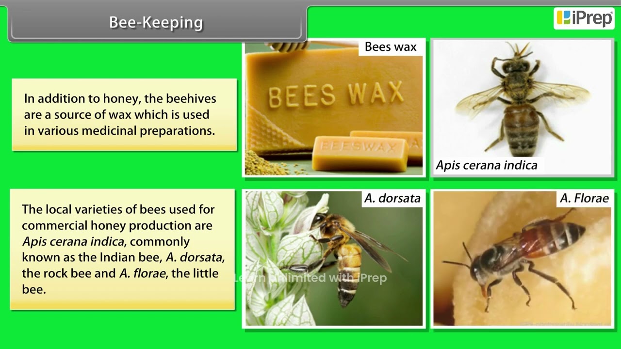 Bee Keeping | Improvement in Food Resources | Science | Class 9th | iPrep