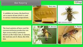 Bee Keeping | Improvement in Food Resources | Science | Class 9th | iPrep